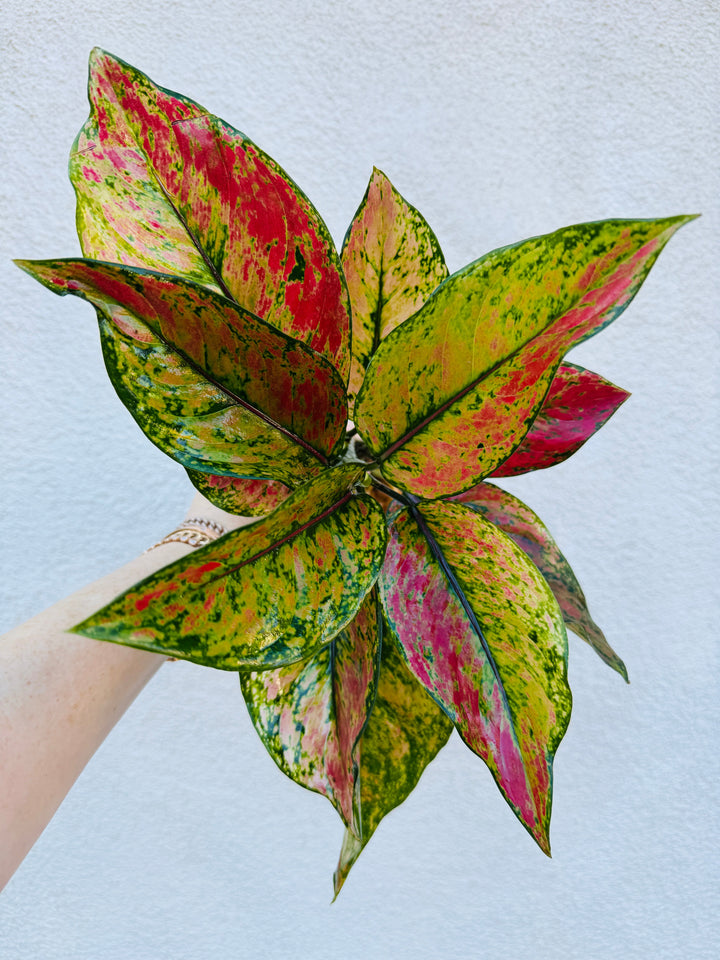 Rare Aglaonema Heng Heng for sale at Plant Vault