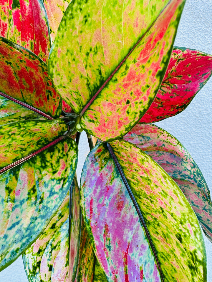 Rare Aglaonema Heng Heng for sale close up
