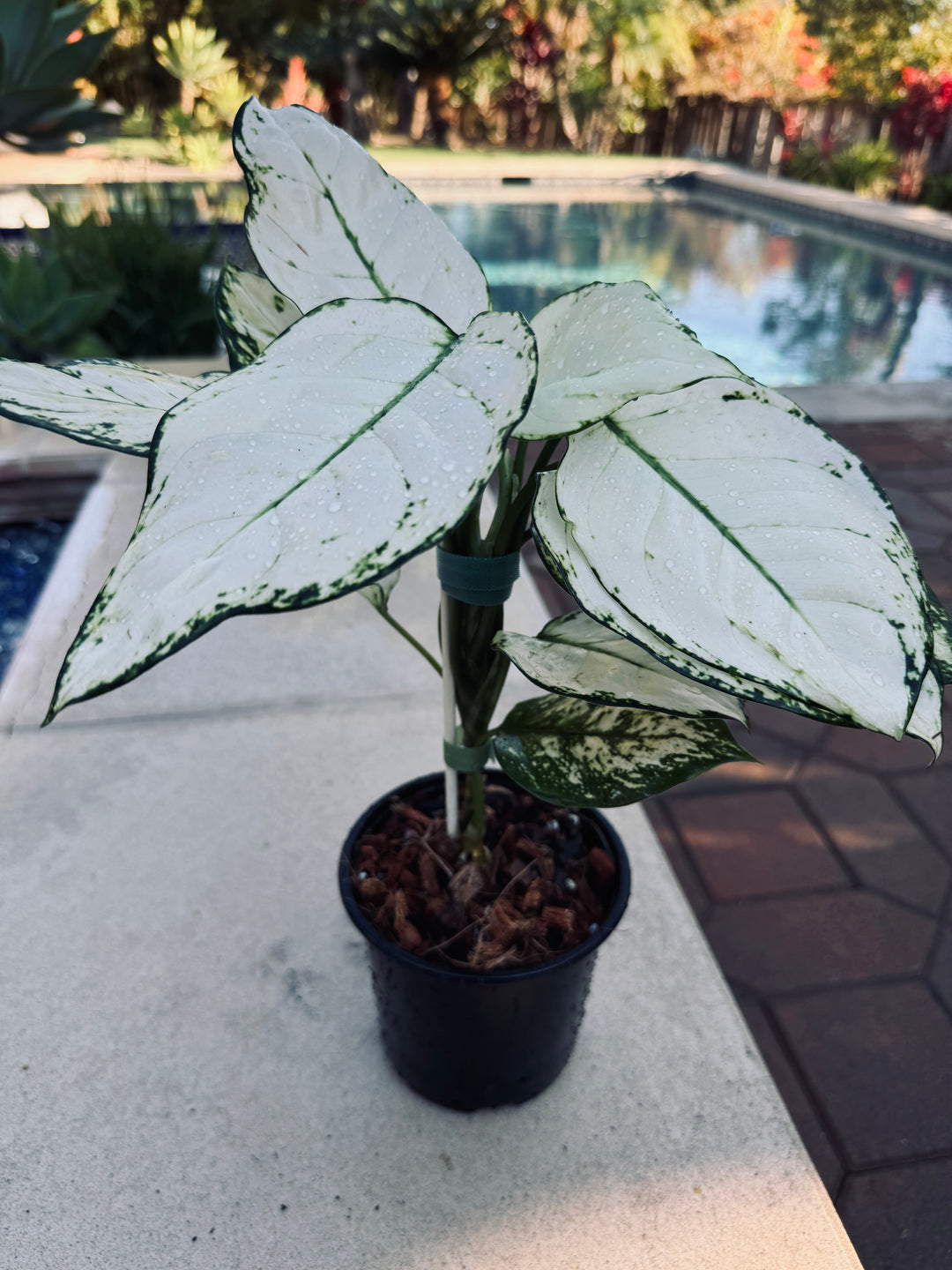 Aglaonema Super White for sale at Plant Vault