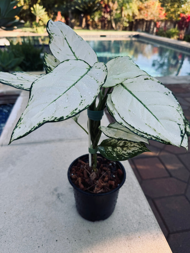 Aglaonema Super White for sale at Plant Vault