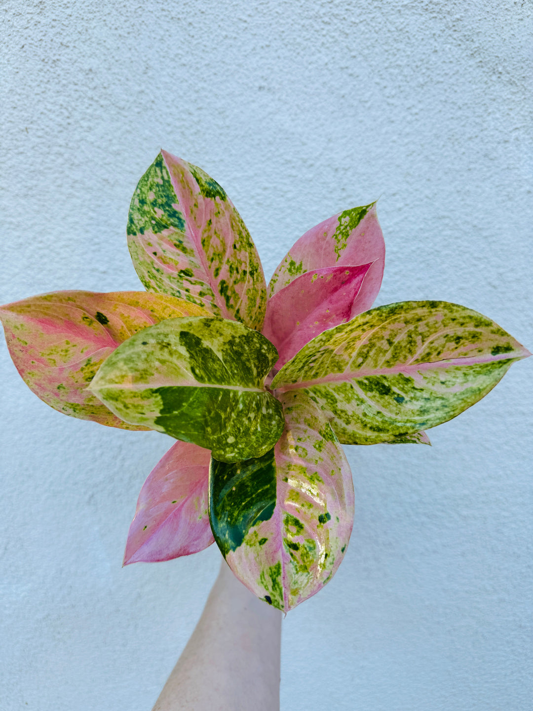 Rare Aglaonema Prakaiphet for sale at Plant Vault