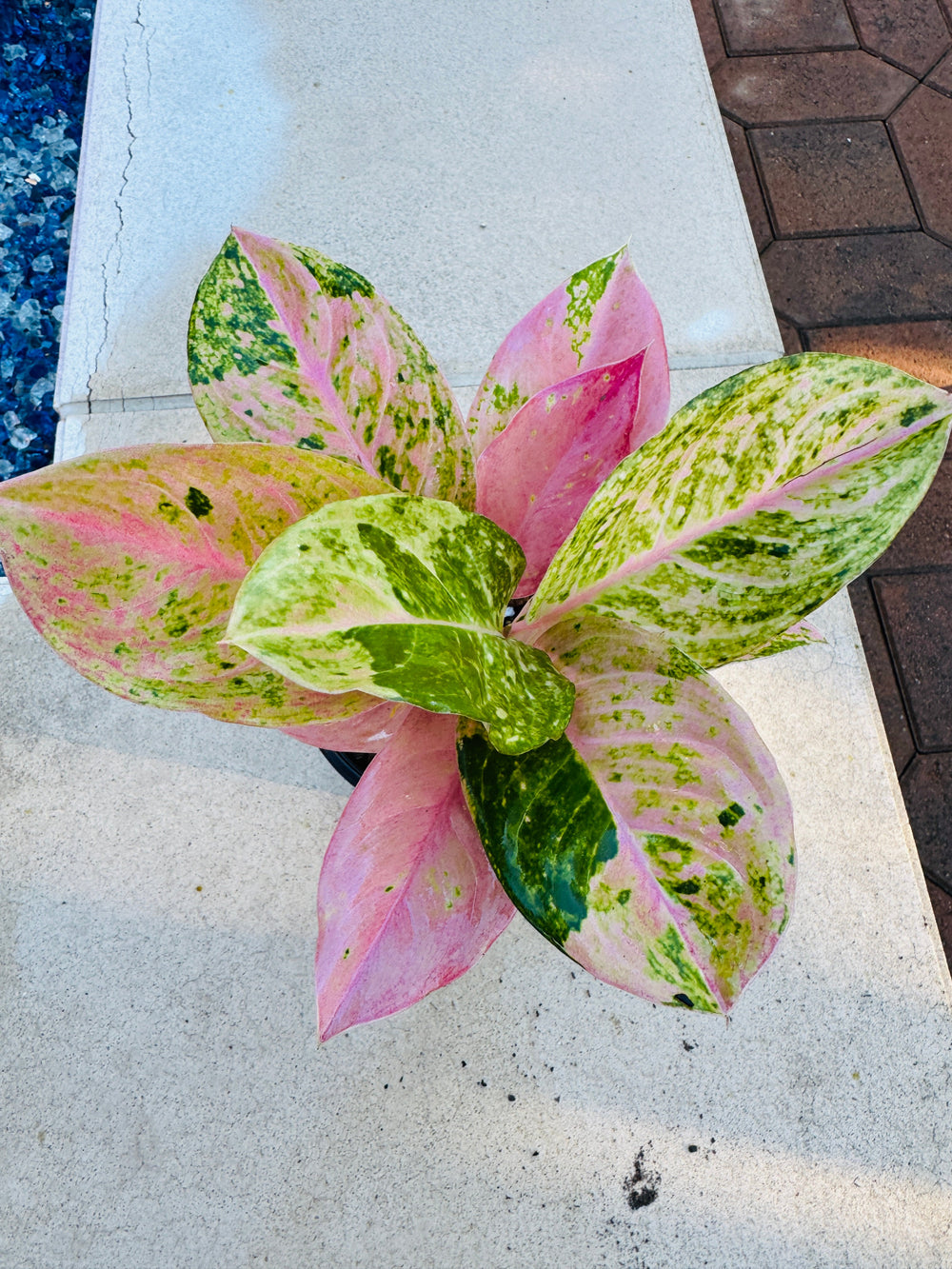 Rare Aglaonema Prakaiphet for sale 