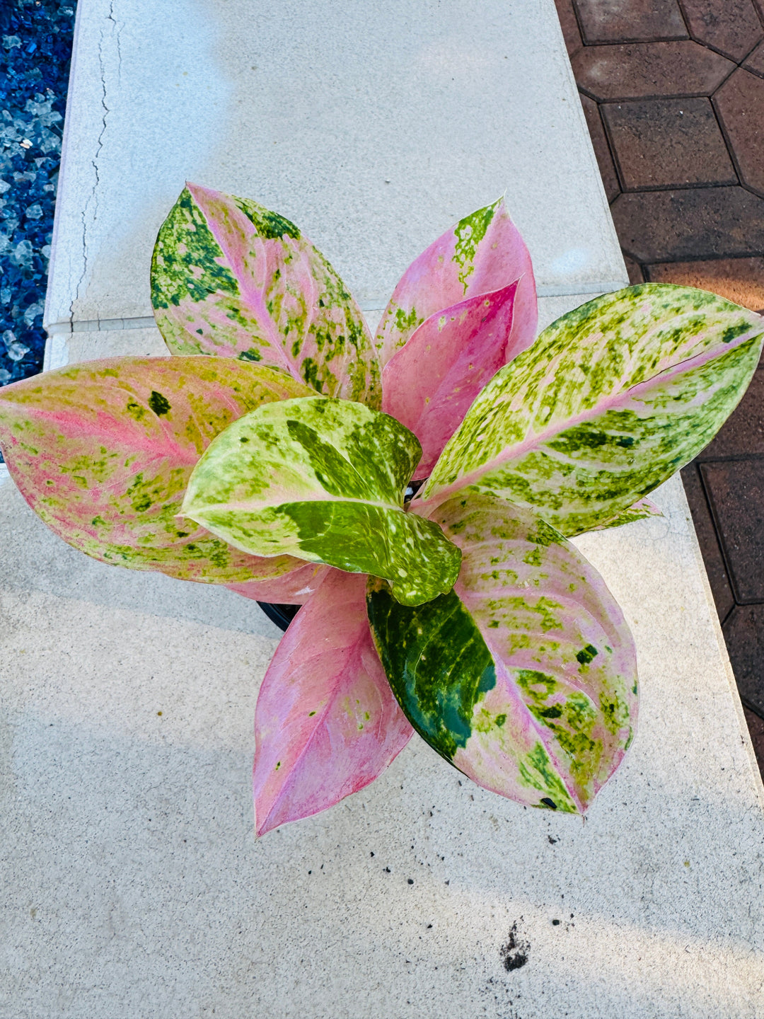 Rare Aglaonema Prakaiphet for sale 