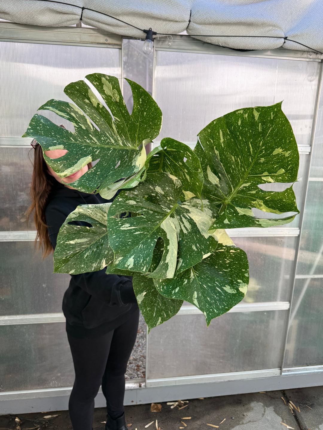 Large Monstera Thai Constellation for sale at Plant Vault