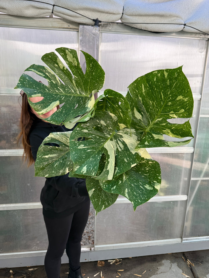 Large Monstera Thai Constellation for sale at Plant Vault