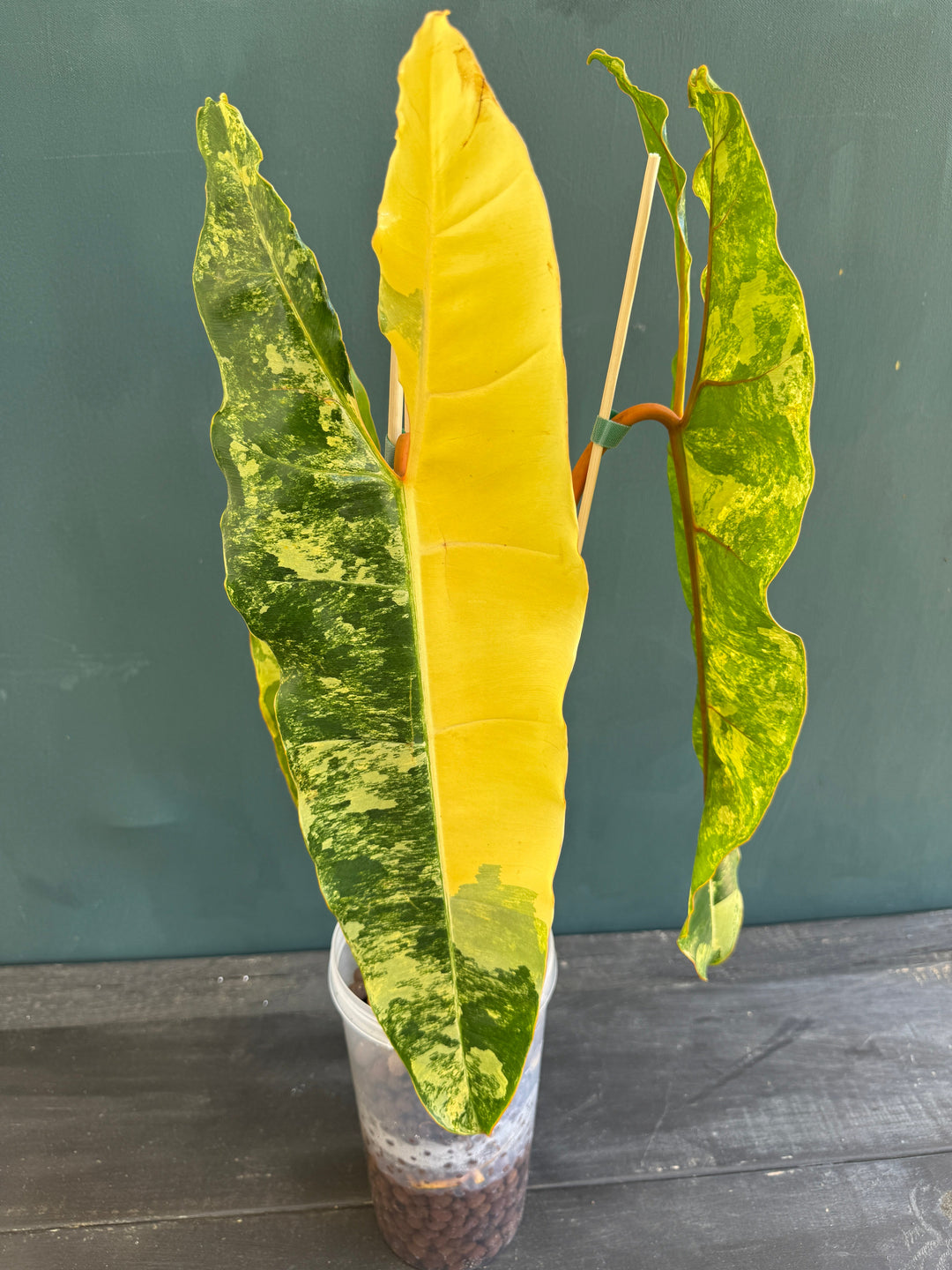 Philodendron Billietaie Variegated &amp; High Variegated 