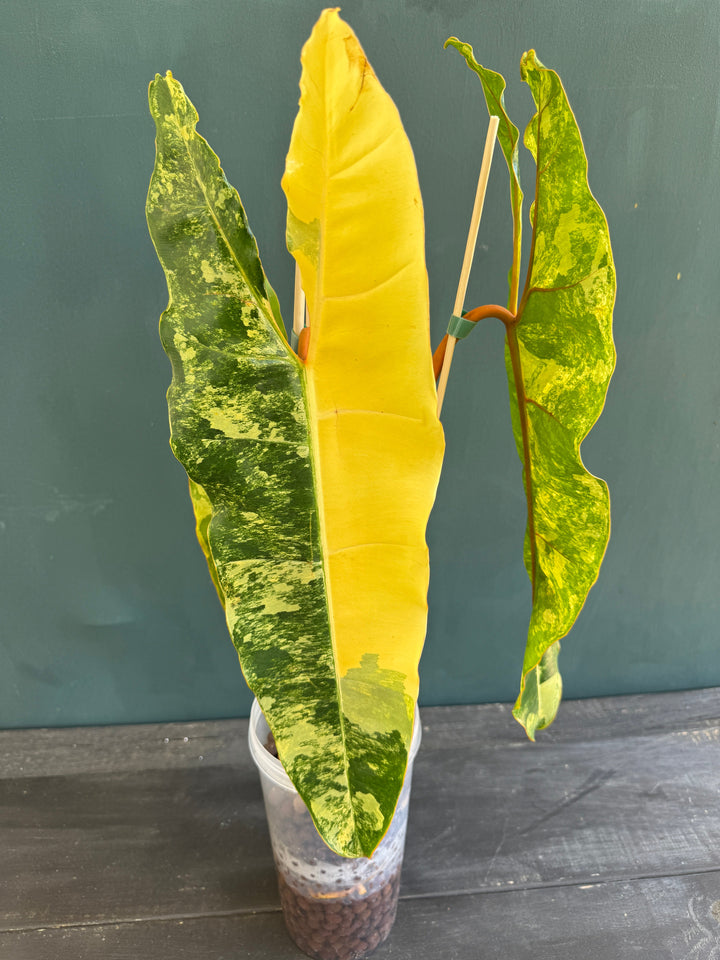 Philodendron Billietaie Variegated &amp; High Variegated 