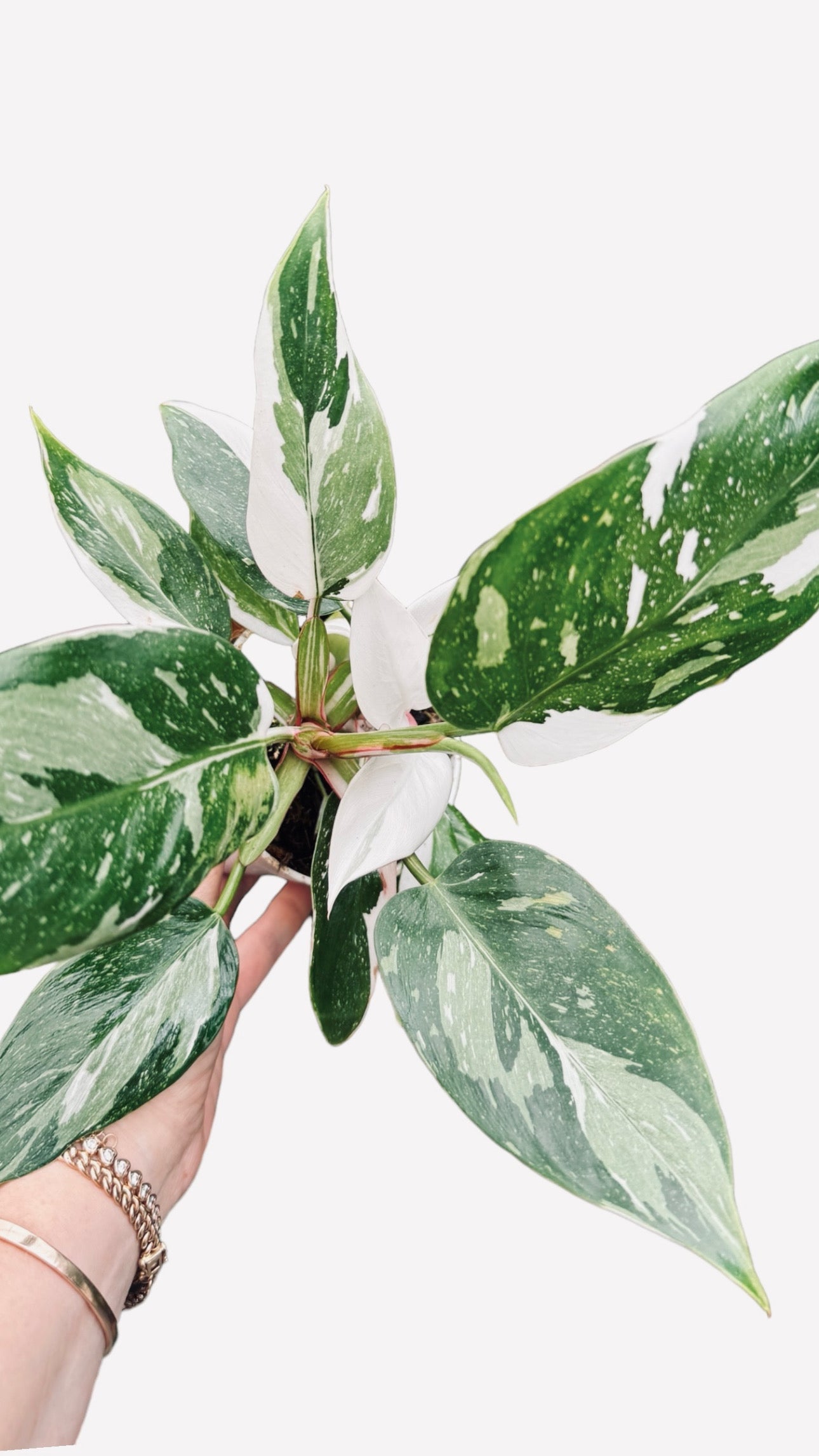 Marble White Princess Philodendron for sale - Socal