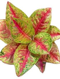 Rare Plant Subscription Box