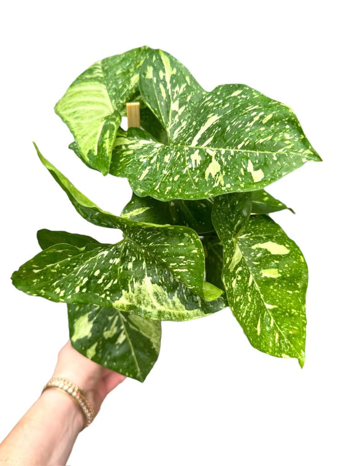 Rare Plant Subscription Box