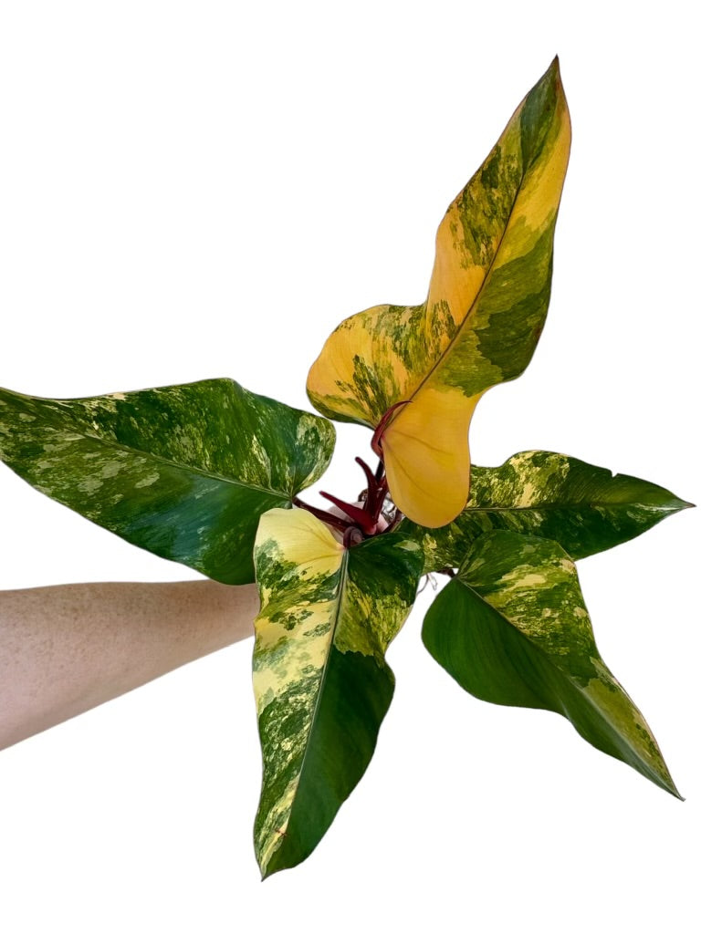 Rare Plant Subscription Box