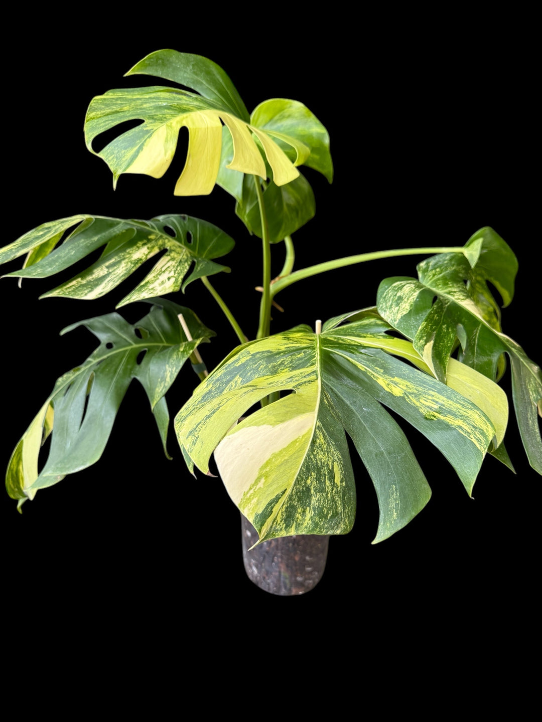 Rare Monstera Aurea 