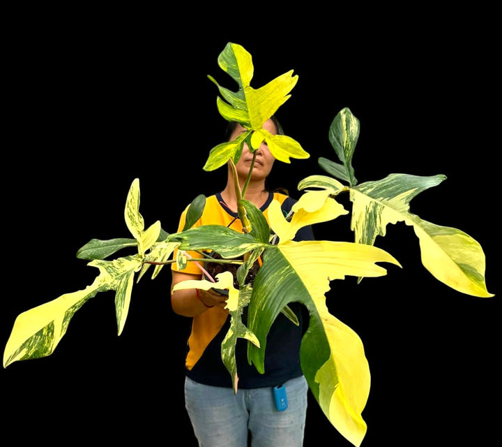 Philodendron Flordia Beauty for sale 