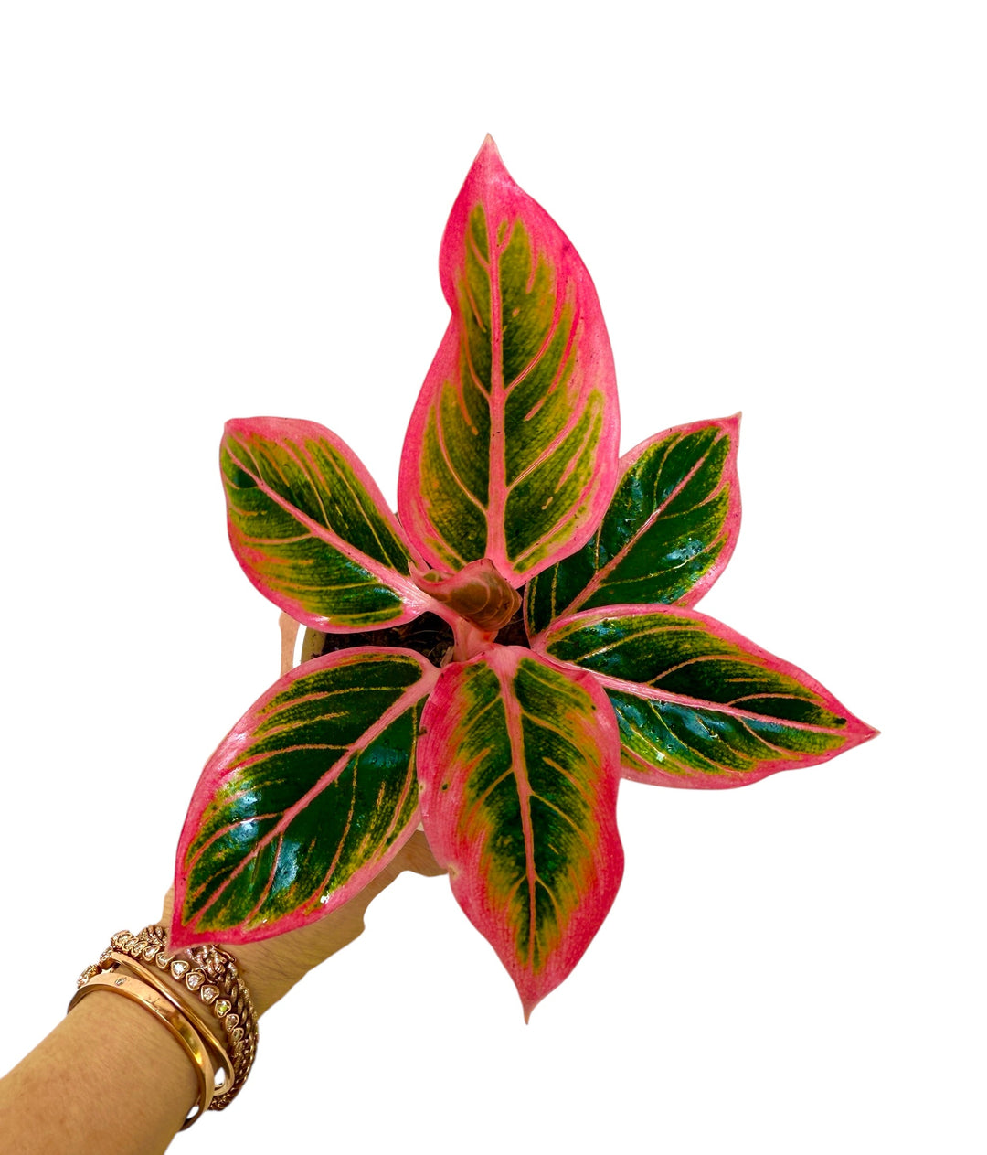 Aglaonema Lotus Delight for sale at Plant Vault