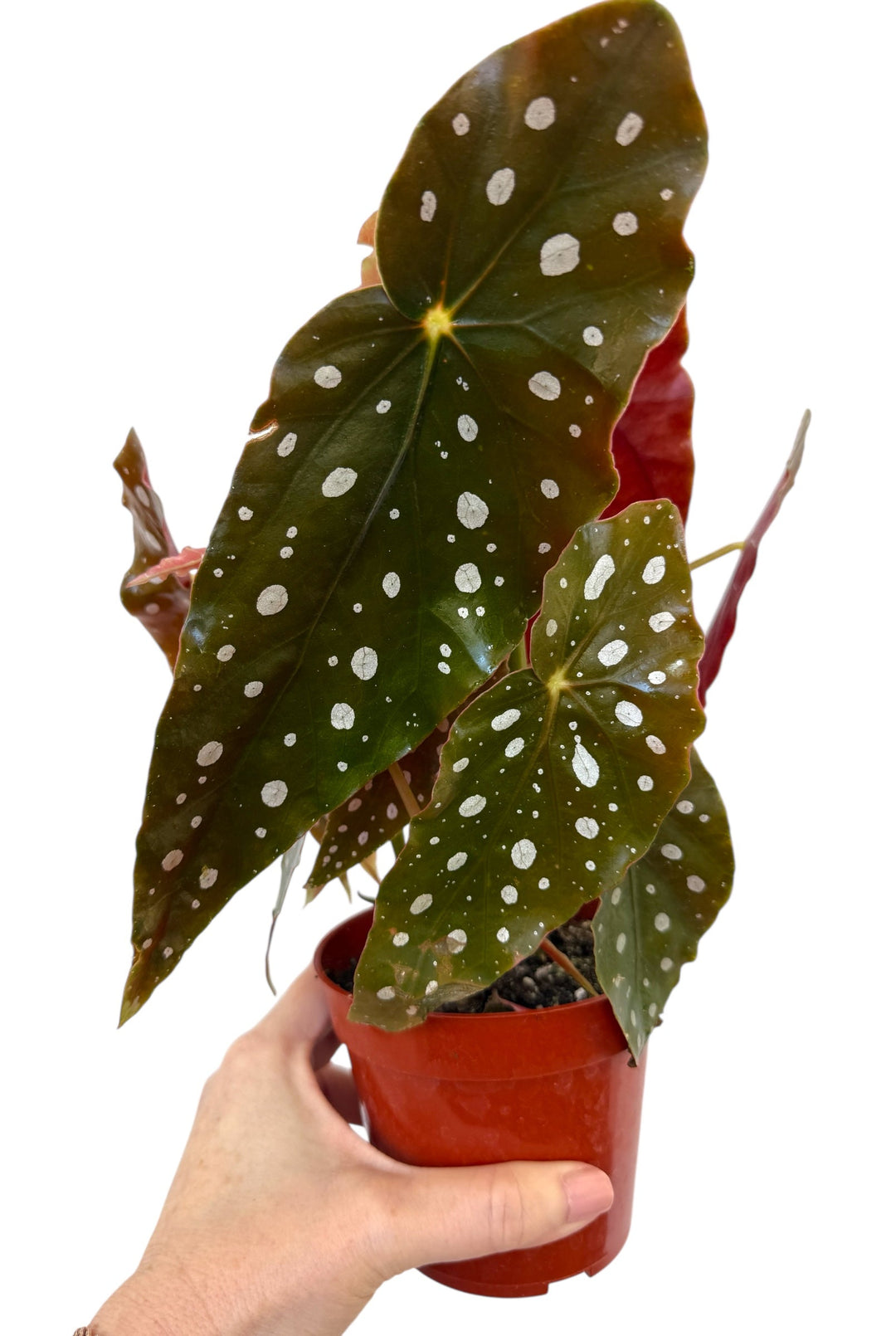 Angel Wing Begonia for sale at Plant Vault