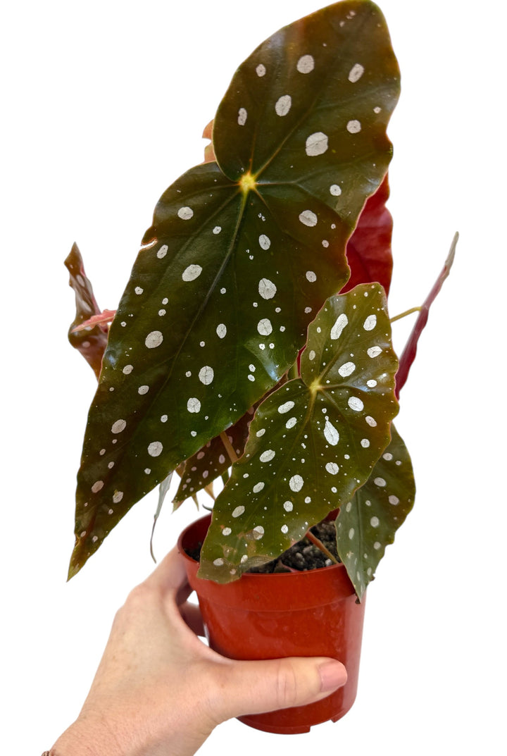 Angel Wing Begonia for sale at Plant Vault