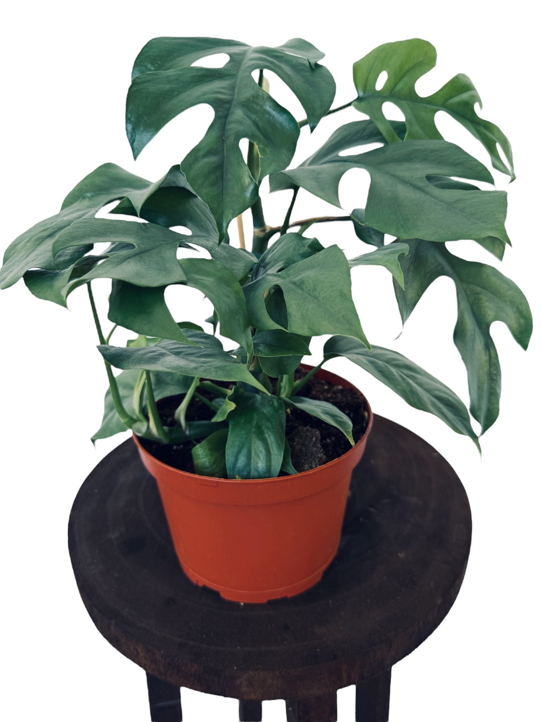 Blue Steel Monstera unique and rare monstera