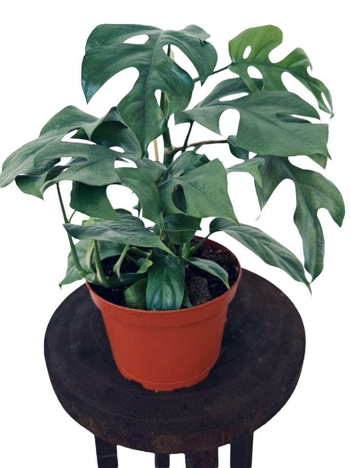 Blue Steel Monstera unique and rare monstera