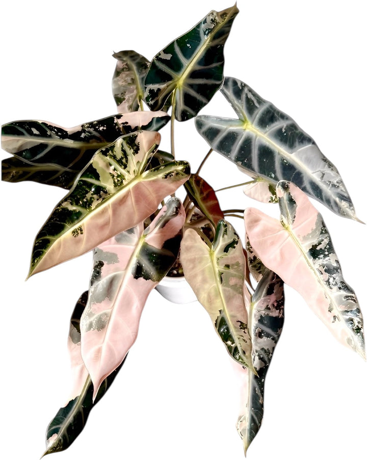 Alocasia Bambino Pink