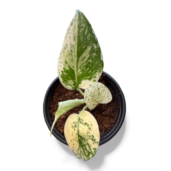 Rare Monstera Creme Brulee Variegated 