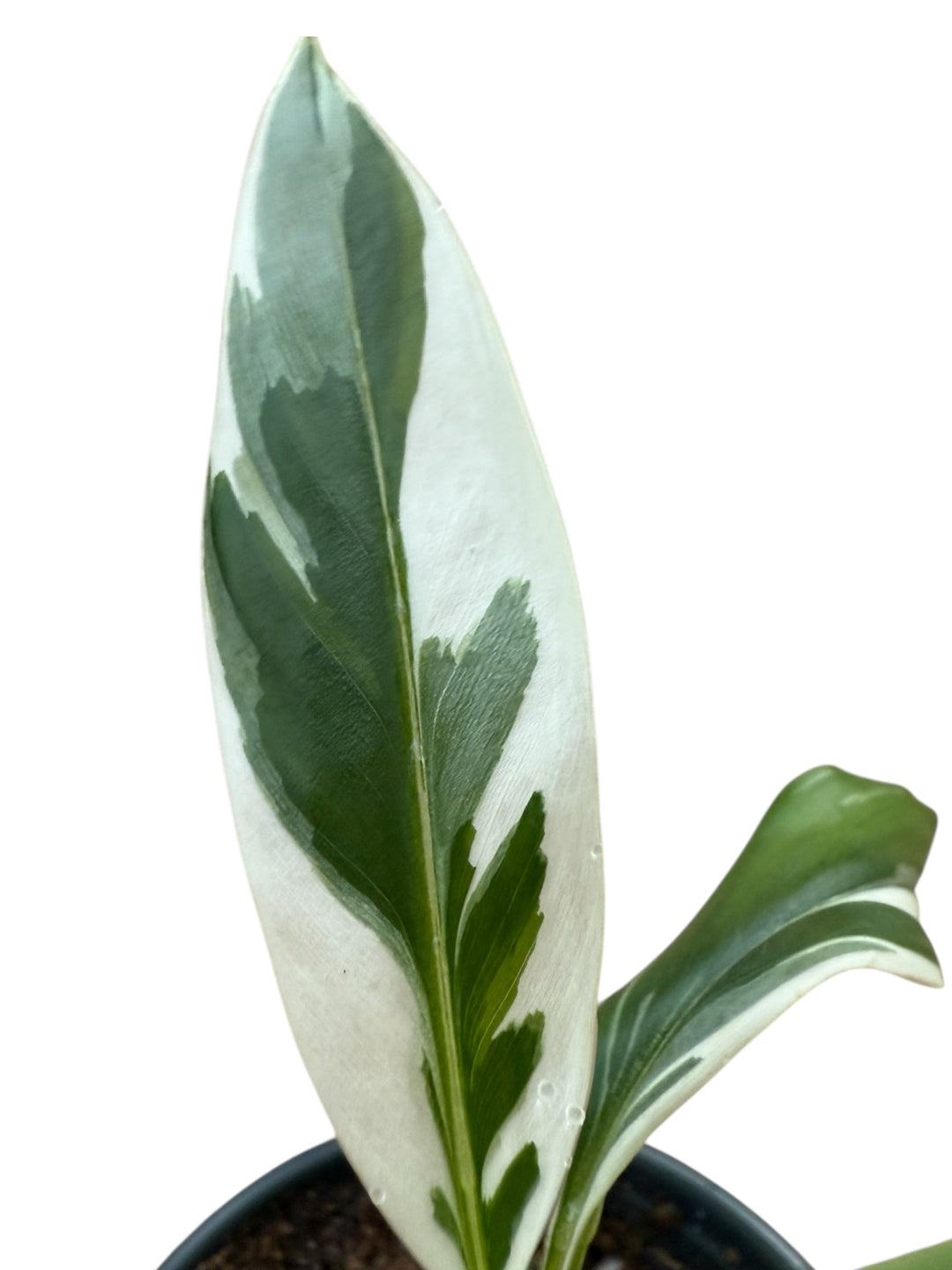 Variegated Banana Musa Flordia