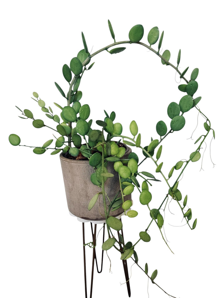 String of Coins, Silver Dollar Vine, Xerosicyos danguyi