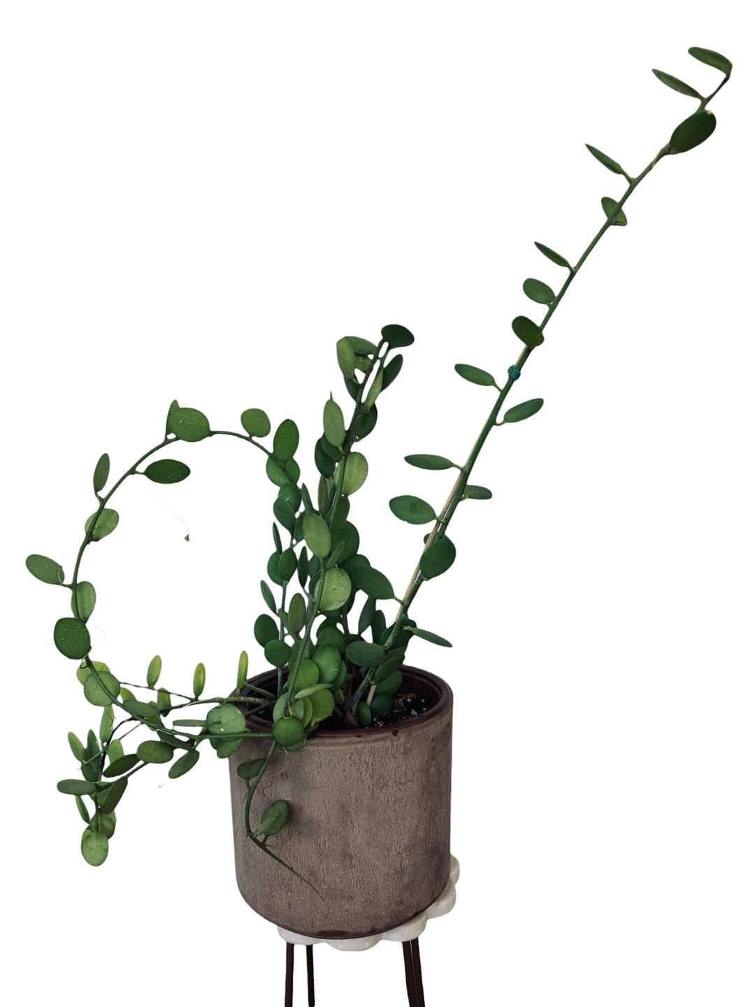 String of Coins, Silver Dollar Vine, Xerosicyos danguyi