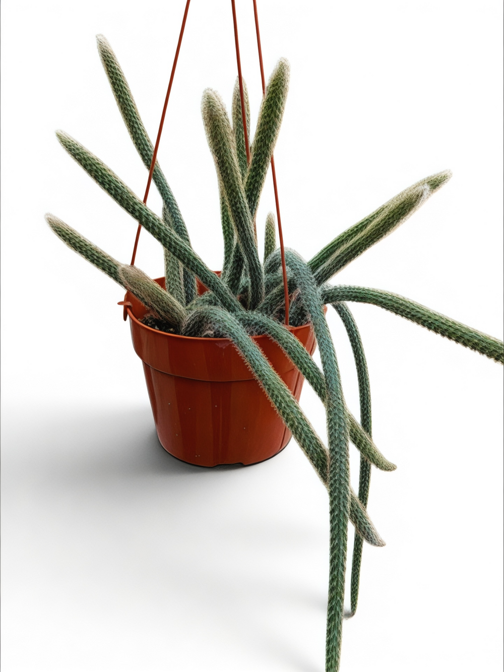 Aporocactus Rat Tail Cactus
