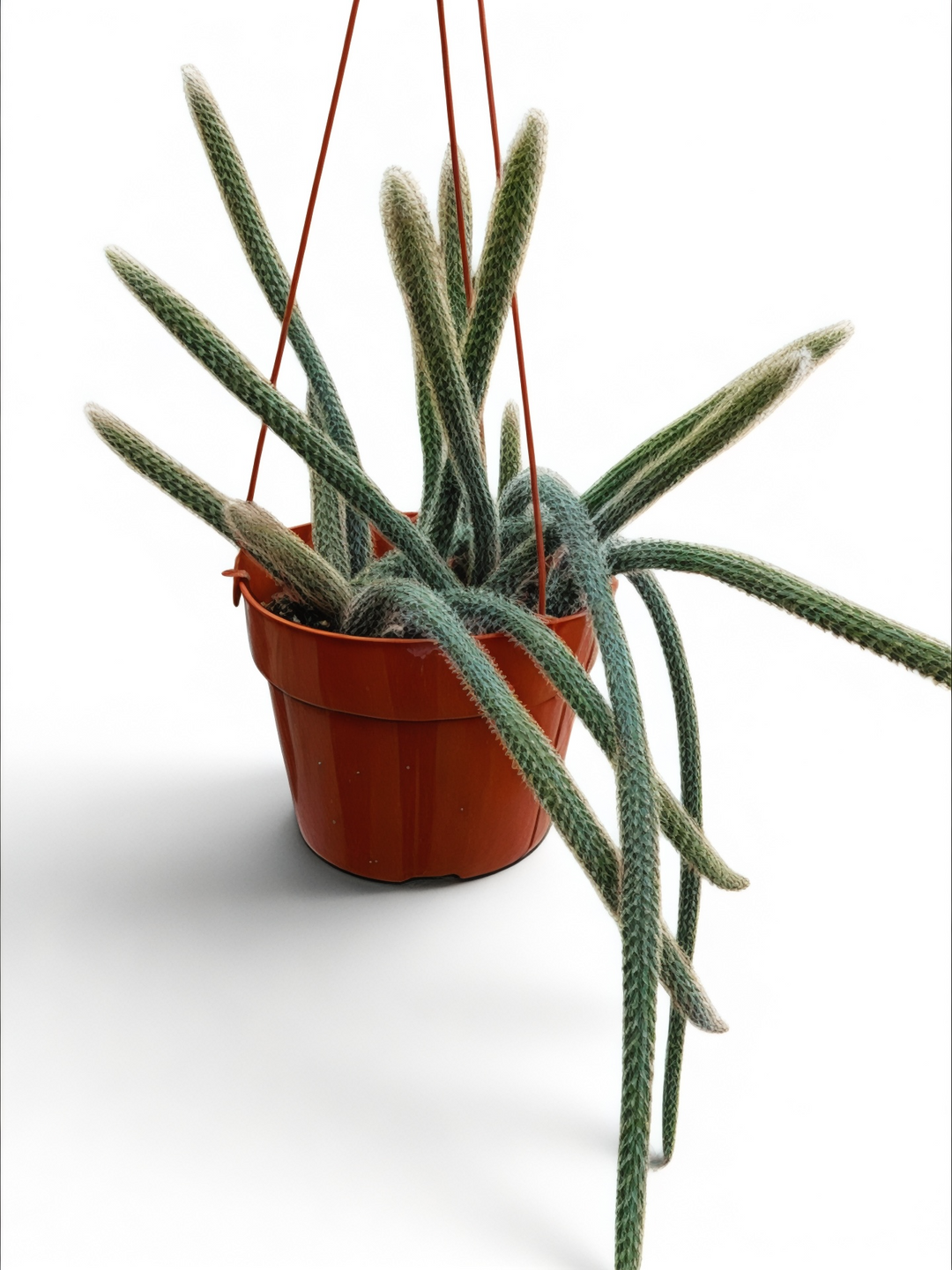 Aporocactus Rat Tail Cactus