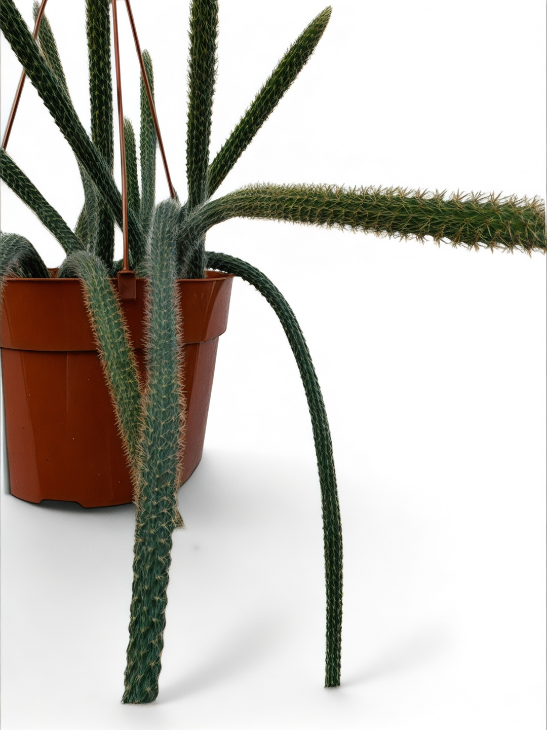Aporocactus Rat Tail Cactus