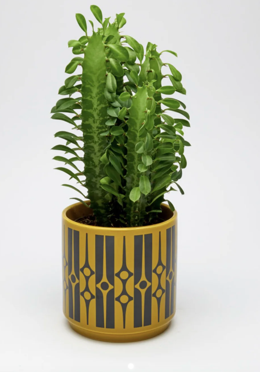 Magpie x Hornsea Planty Medium - Geo Chartreuse