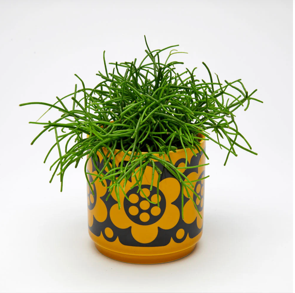 Magpie x Hornsea Planty Small - Geo Flower Yellow