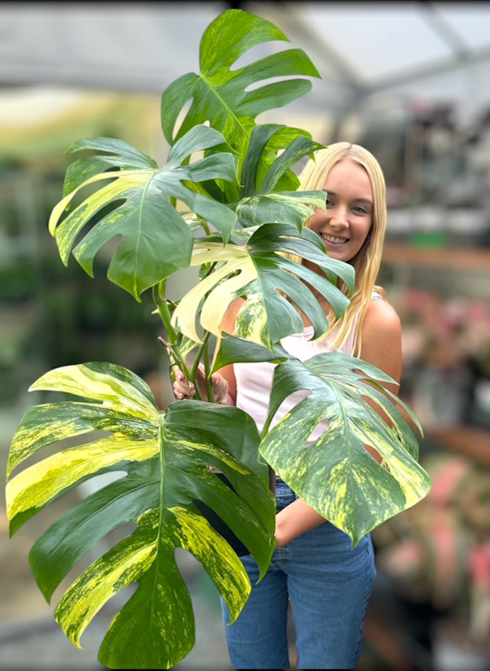 Monstera Aurea