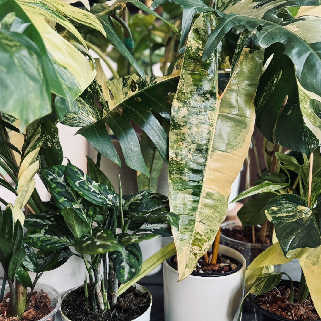 Rare Plant Subscription Box