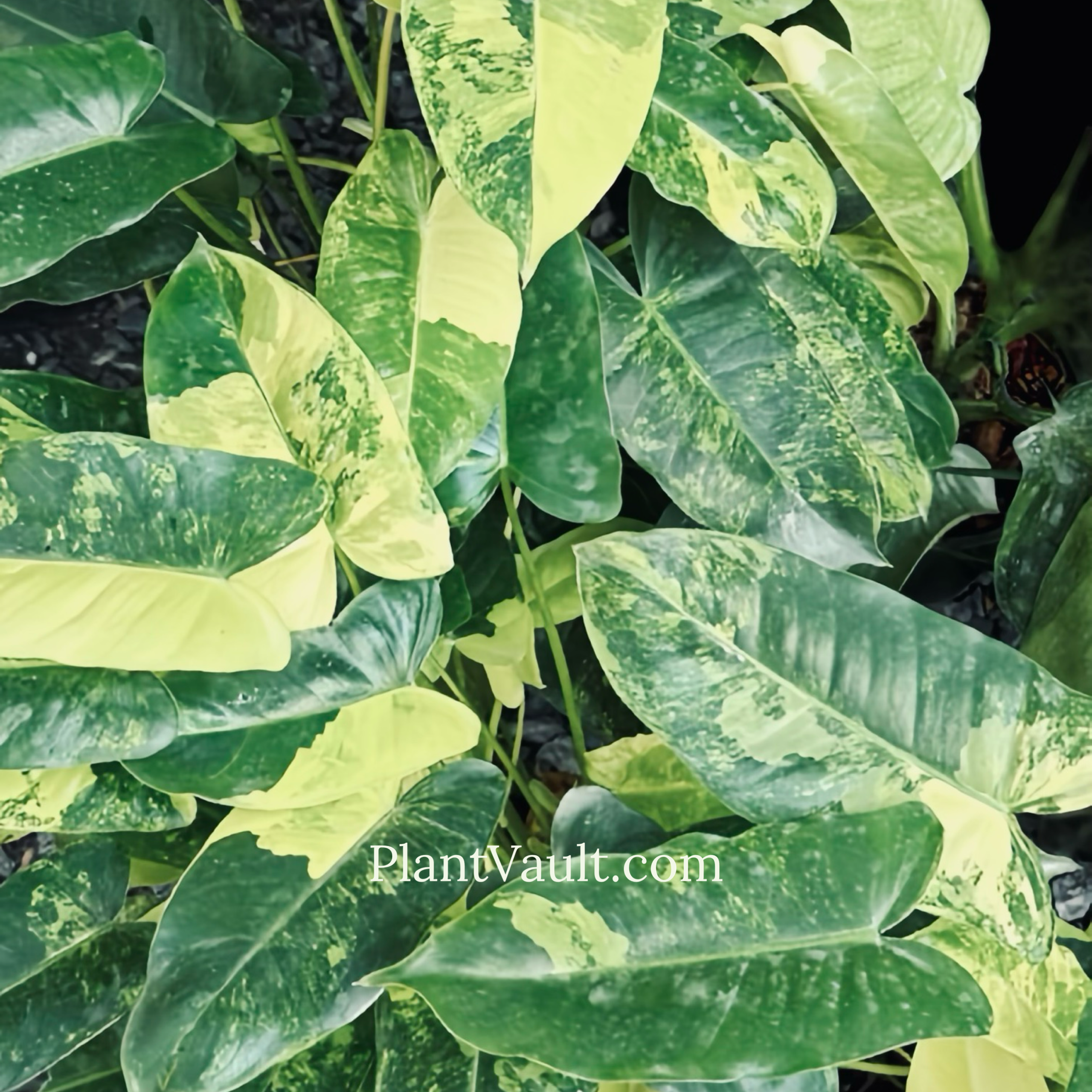Variegated Burle Marx