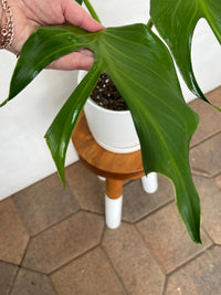 Fenestrated Monstera Burle Marx Flame foliage - Plant Vault