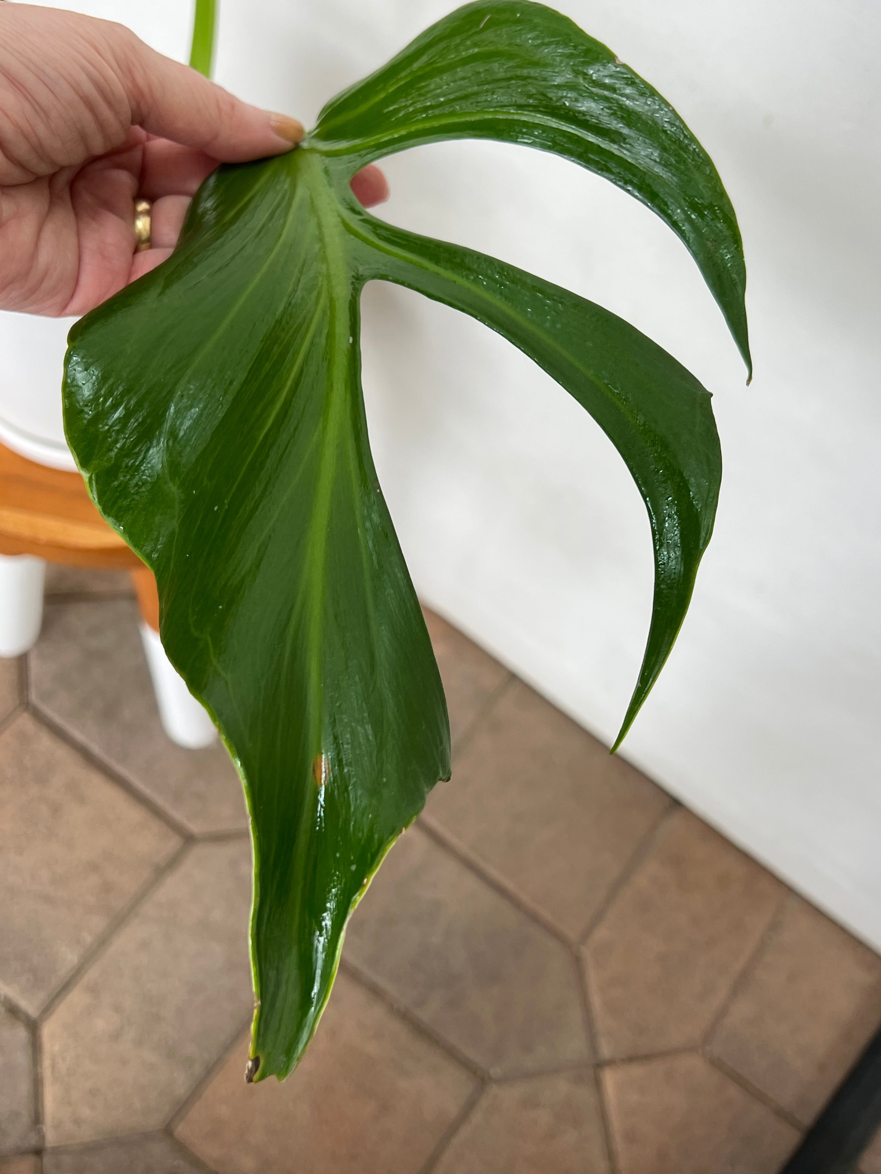 Fenestrated Burle Marx Flame Monstera Leaf