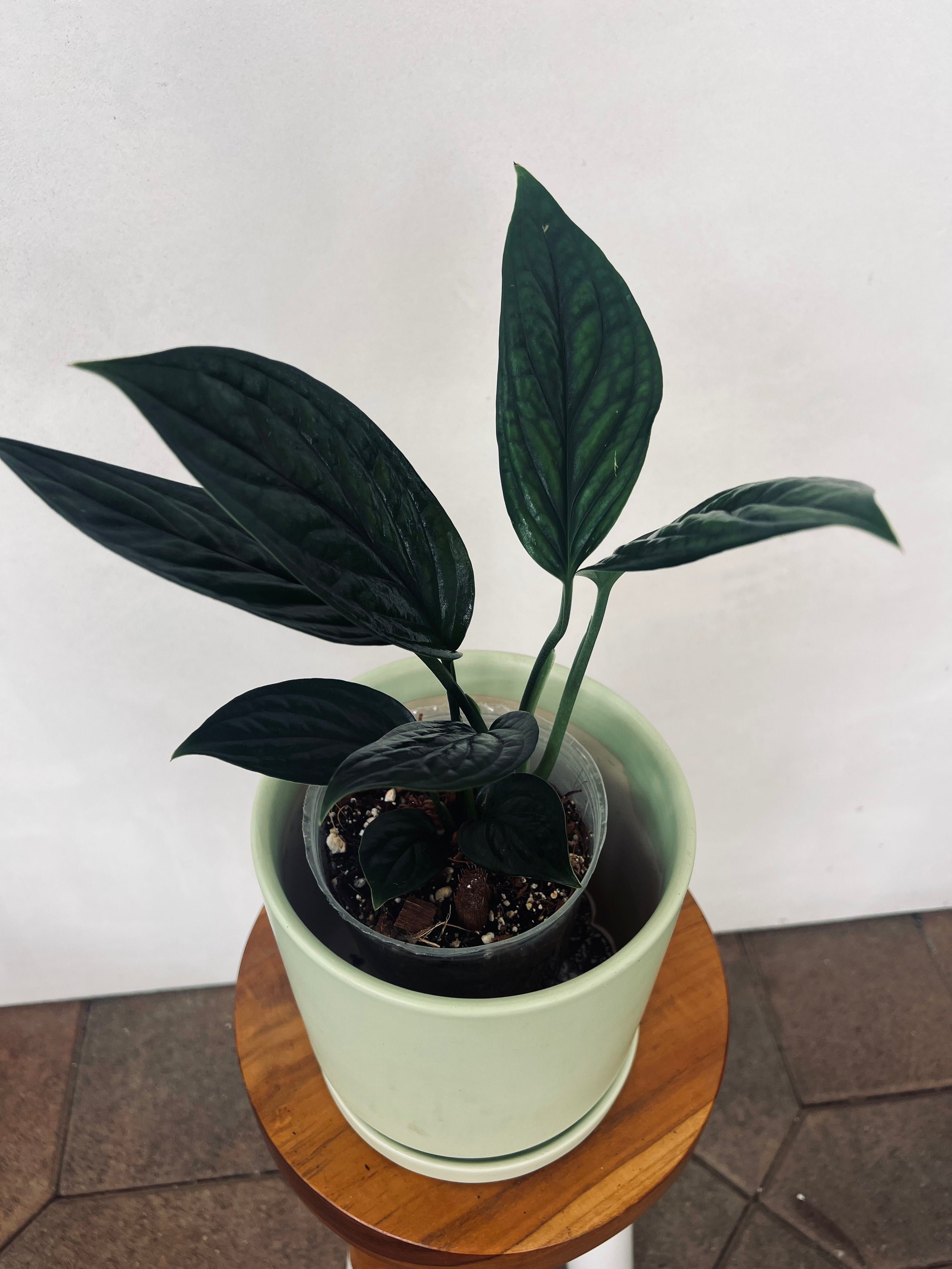 Monstera Aureopinnata 'Snake' for sale - Encinitas California