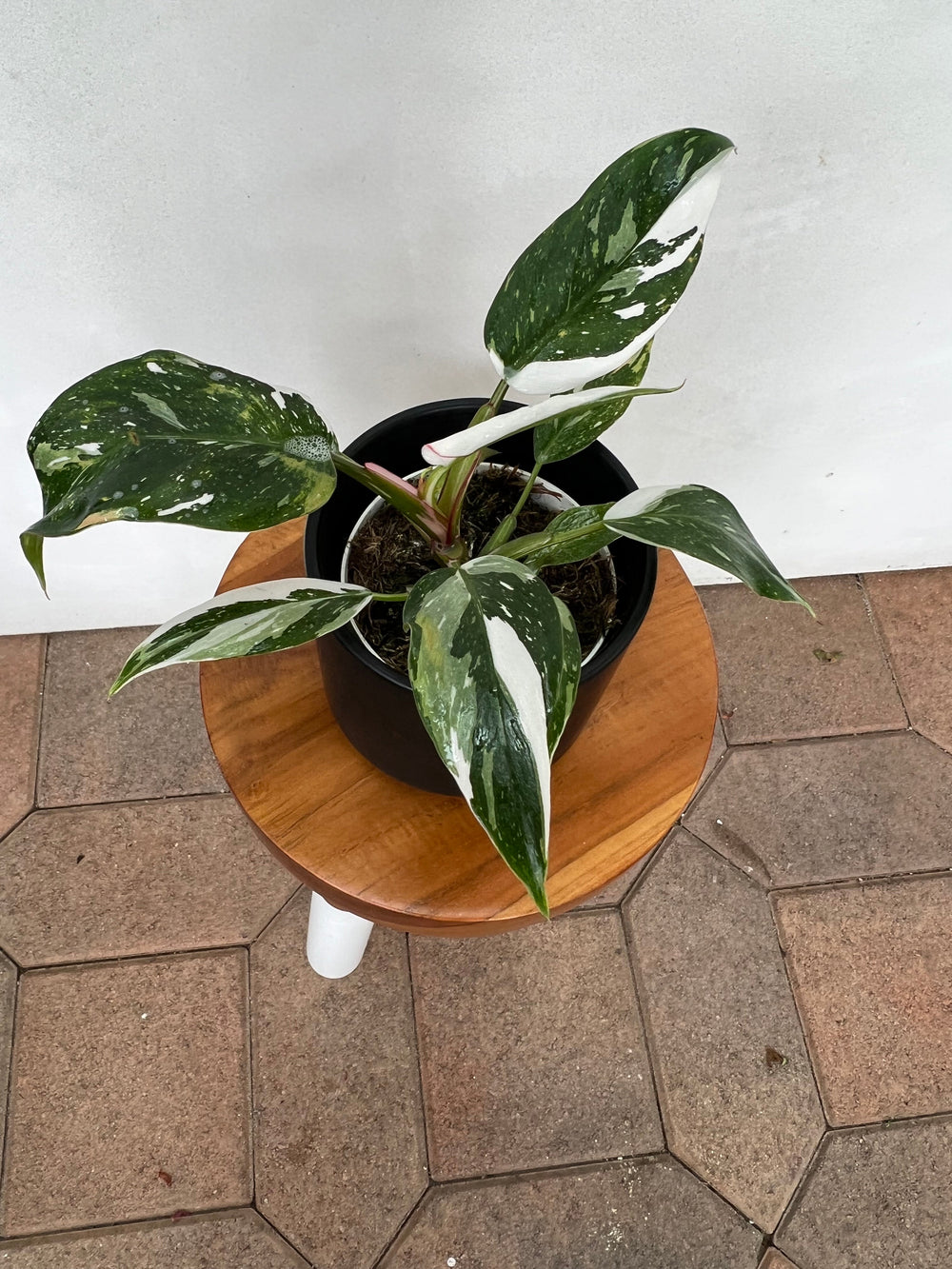 White Princess Philodendron