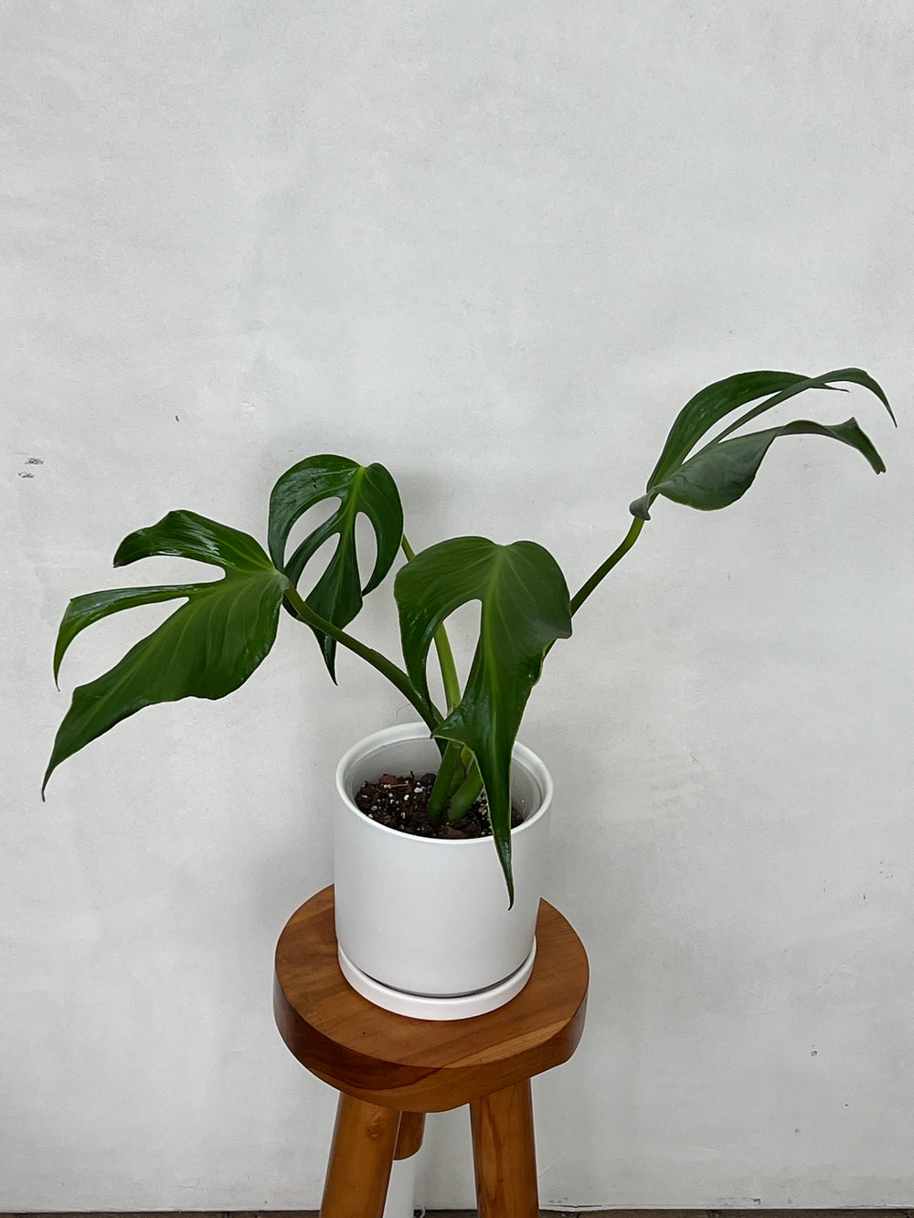 Purchase Large Monstera Burle Marx Flame (Fenestrated)