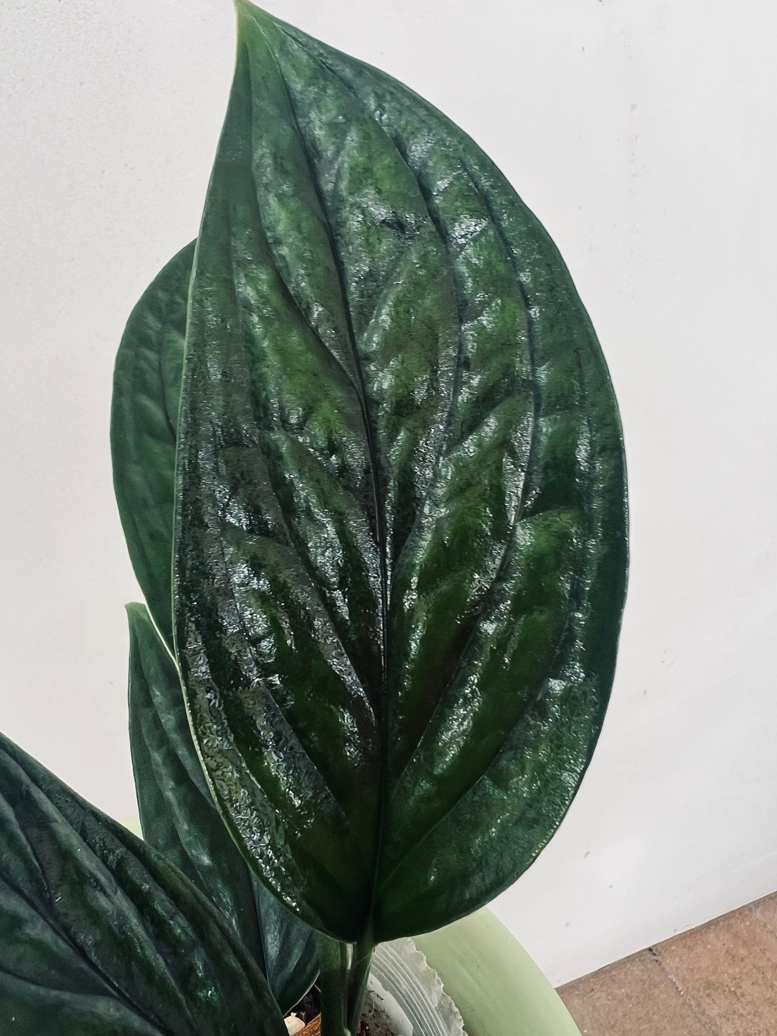 Shop for Monstera Aureopinnata 'Snake' - for sale on Plant Vault - Encinitas California