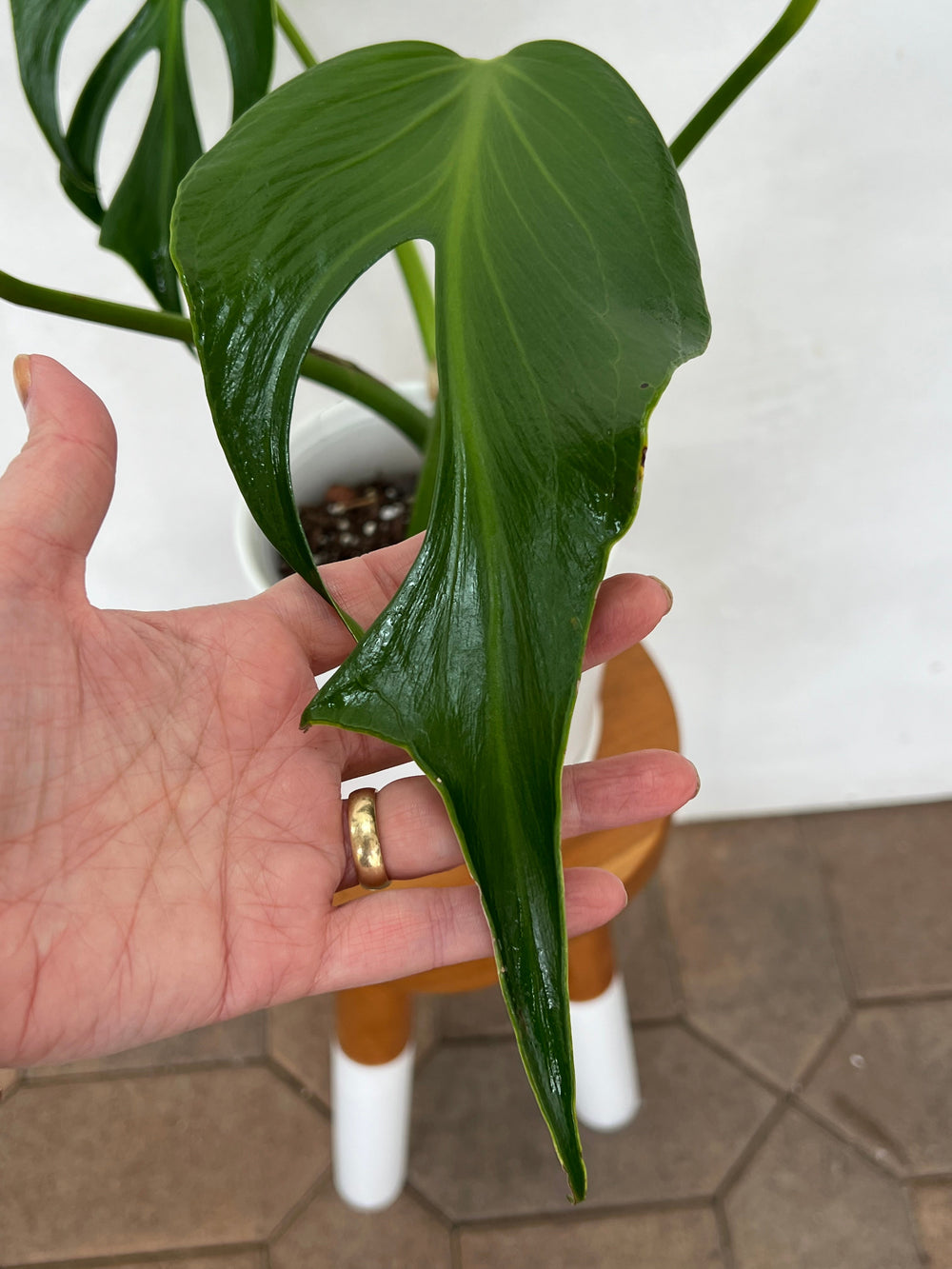 Shop Large Fenestrated Monstera Burle Marx Flame