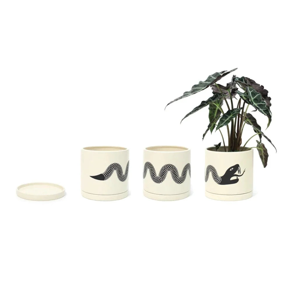 Multi Image Snake Planter - Plant Vault
